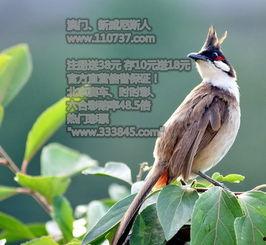 3d白羊2016041,揭秘白羊座的神秘魅力与运势解析